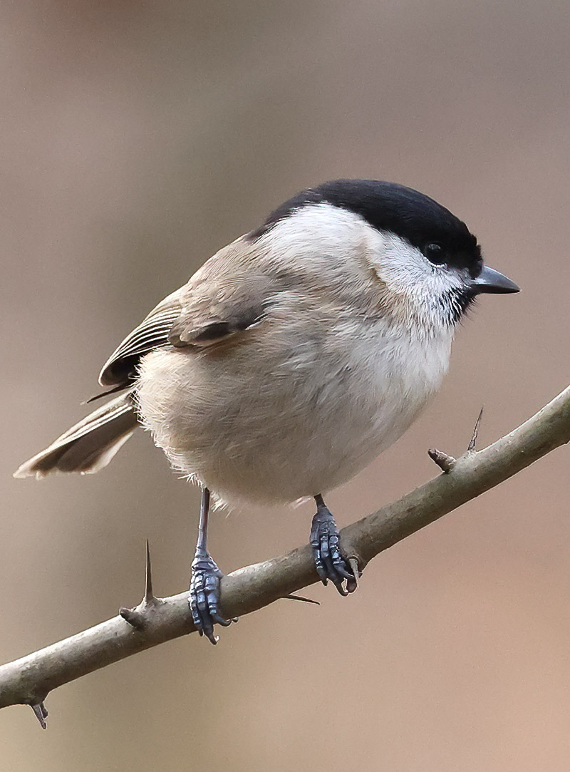 Marsh tit